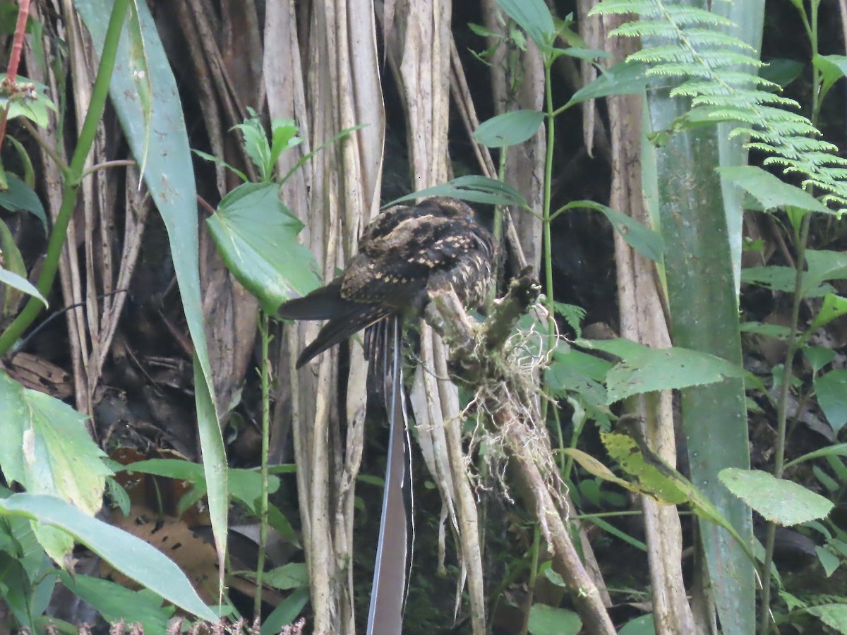 Lyre-tailed Nightjar - ML616900258