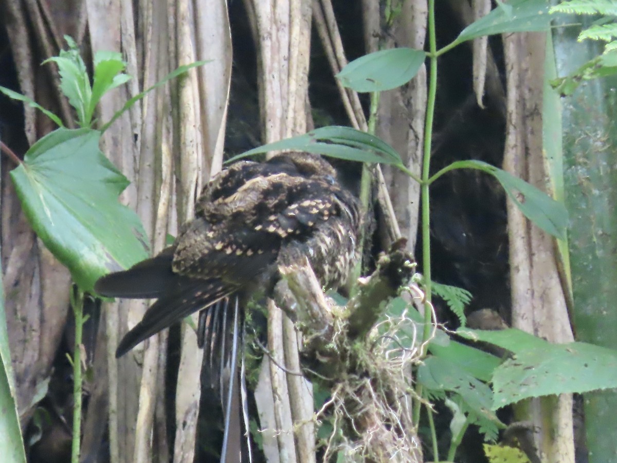 Lyre-tailed Nightjar - ML616900259