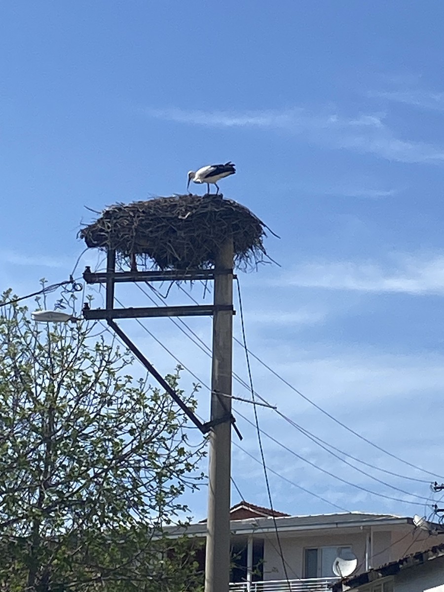 White Stork - ML616900293