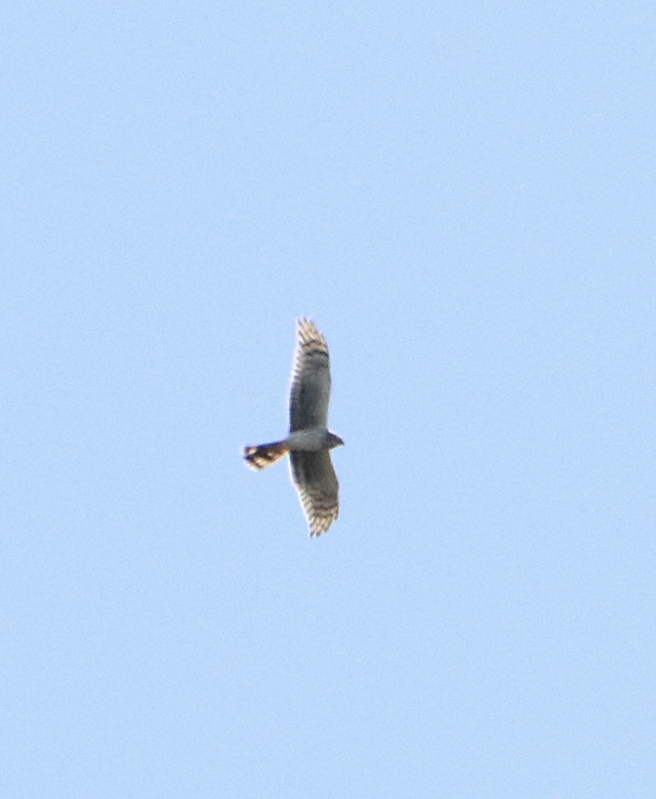 Pallid Harrier - ML616900320