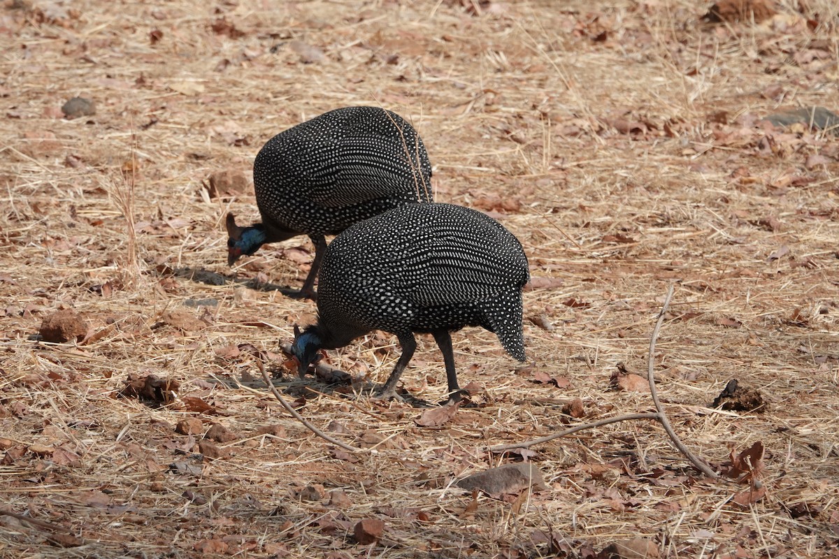 Helmeted Guineafowl - ML616900330