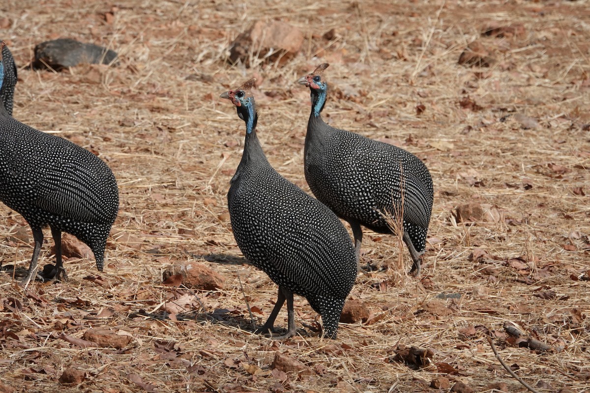 Helmeted Guineafowl - ML616900331