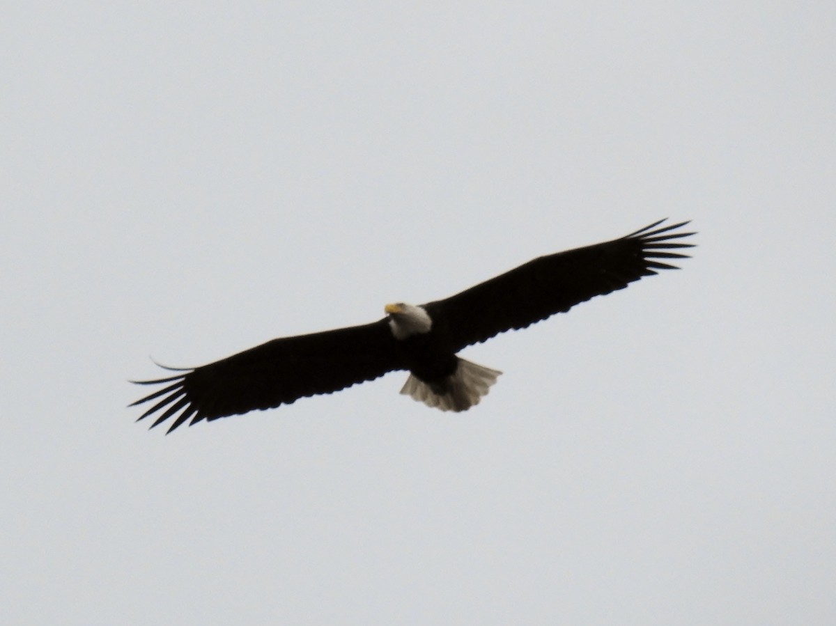 Weißkopf-Seeadler - ML616900424