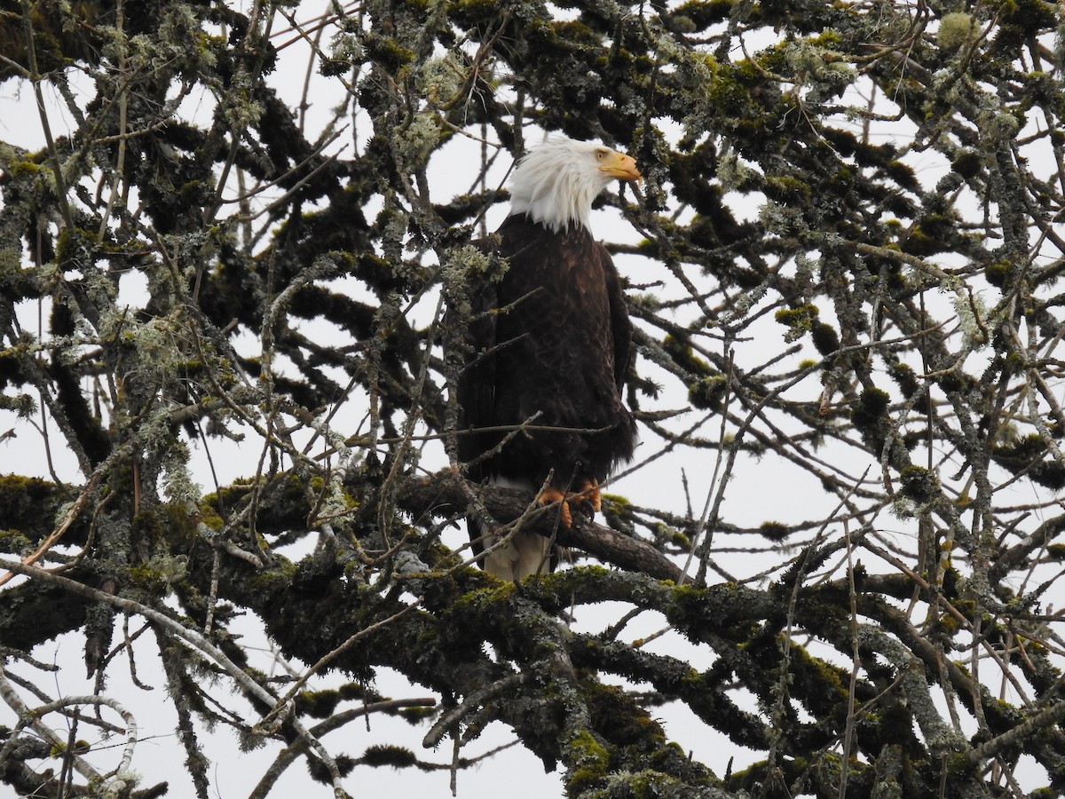 Bald Eagle - ML616900439