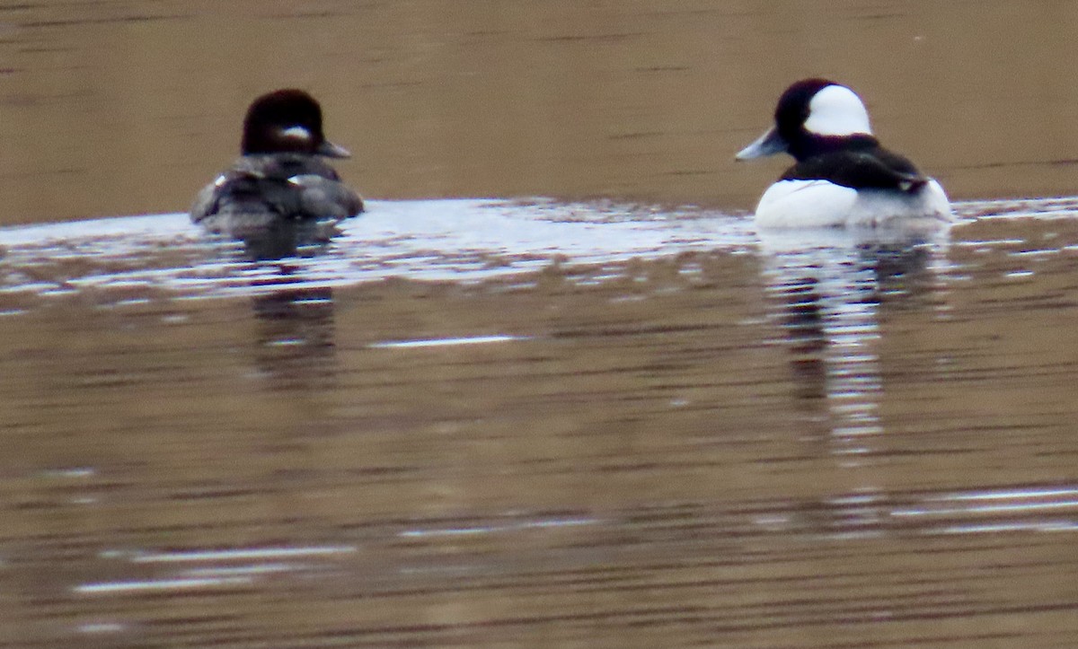 Bufflehead - ML616900447