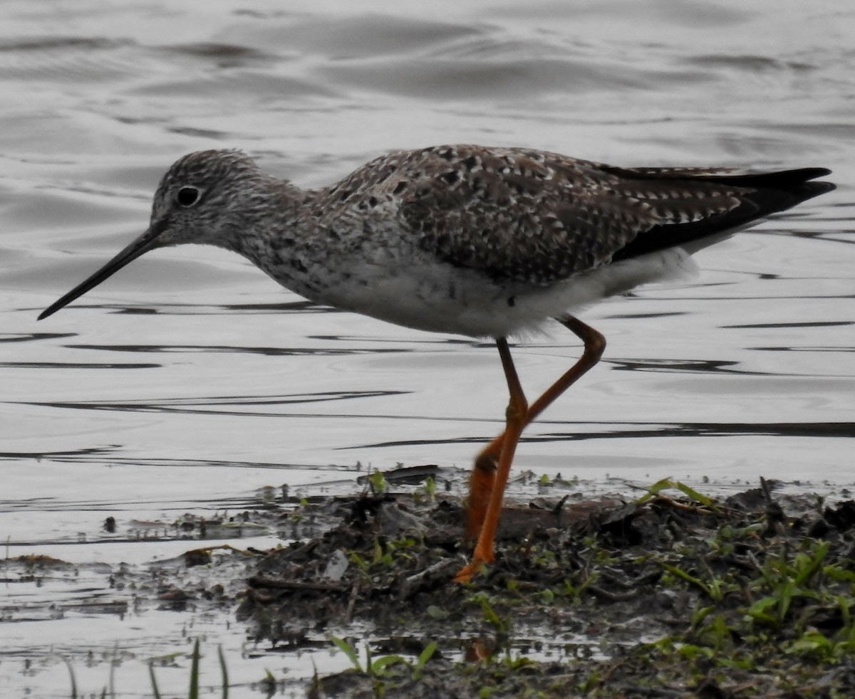 Greater Yellowlegs - ML616900453