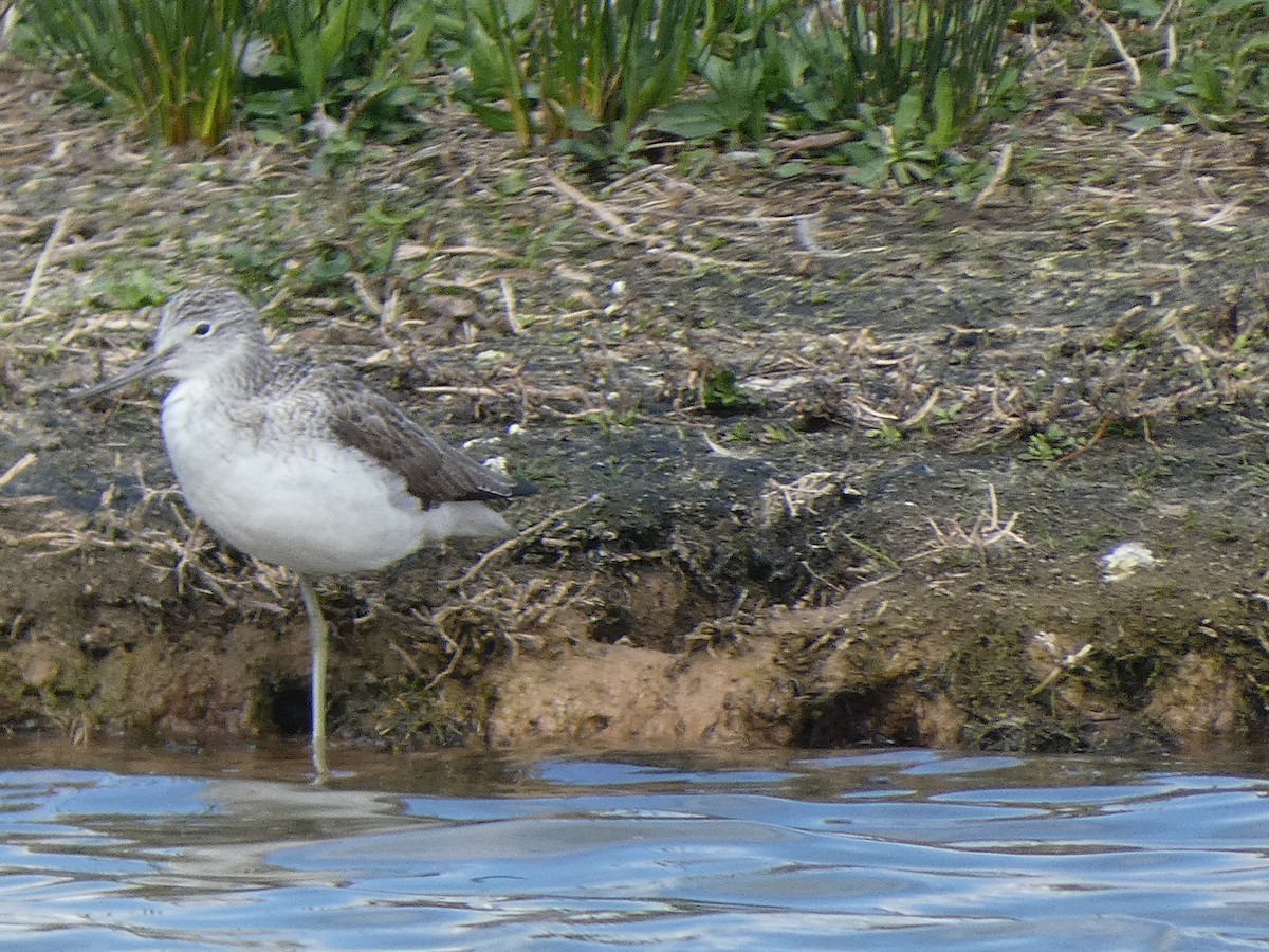 Common Greenshank - ML616900502