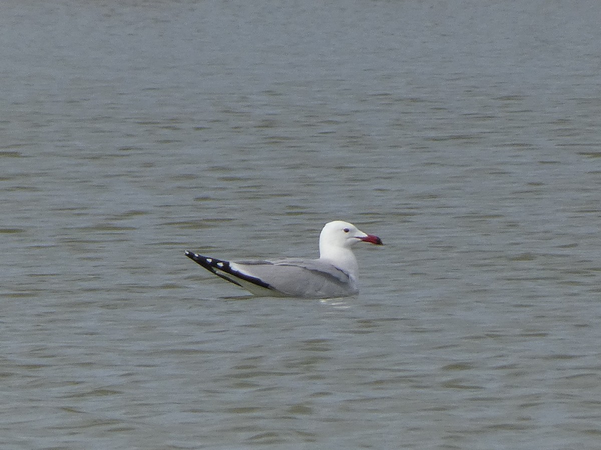 Gaviota de Audouin - ML616900516