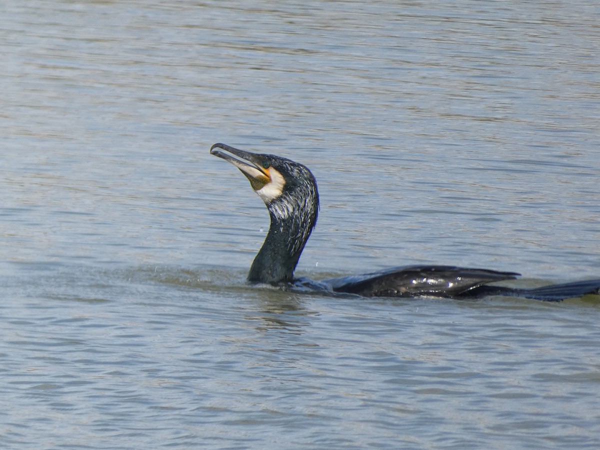 Cormorán Grande - ML616900527