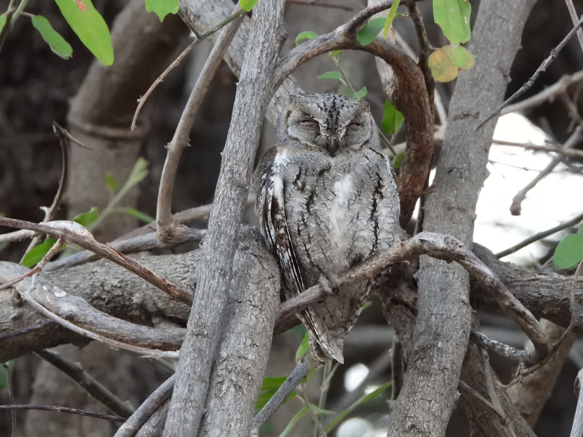 African Scops-Owl - ML616900539