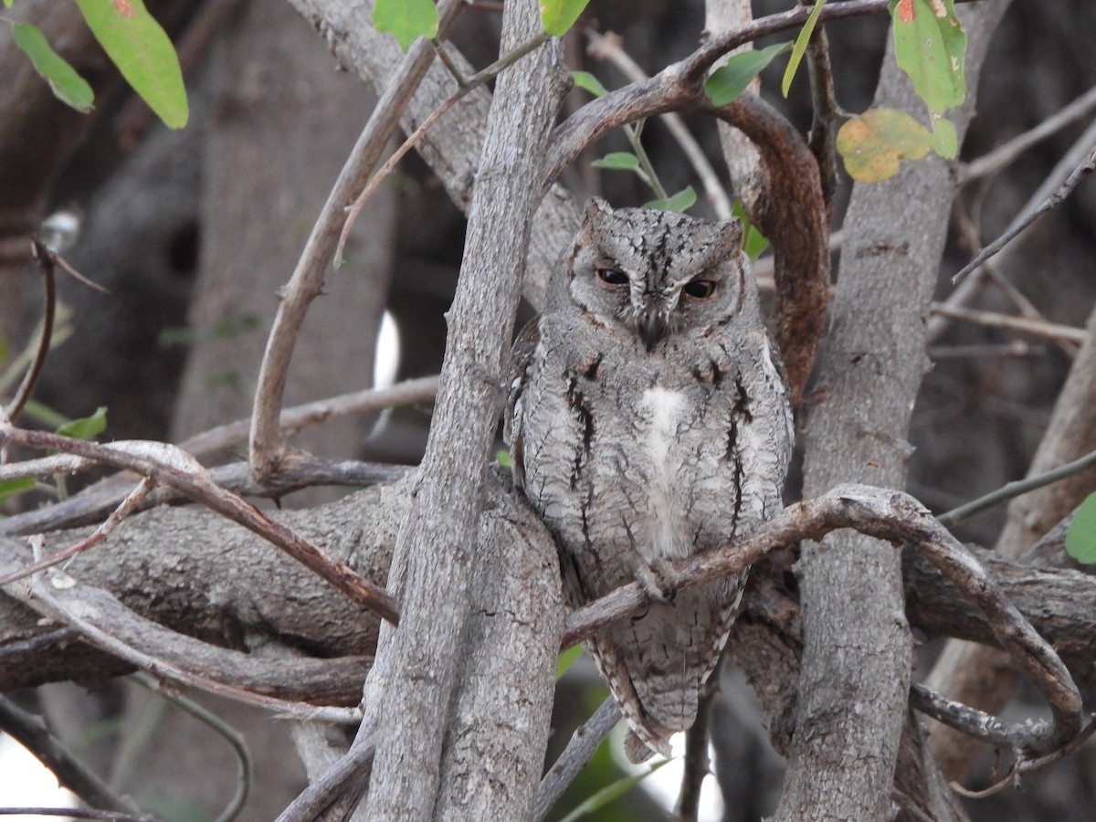 African Scops-Owl - Bev Agler