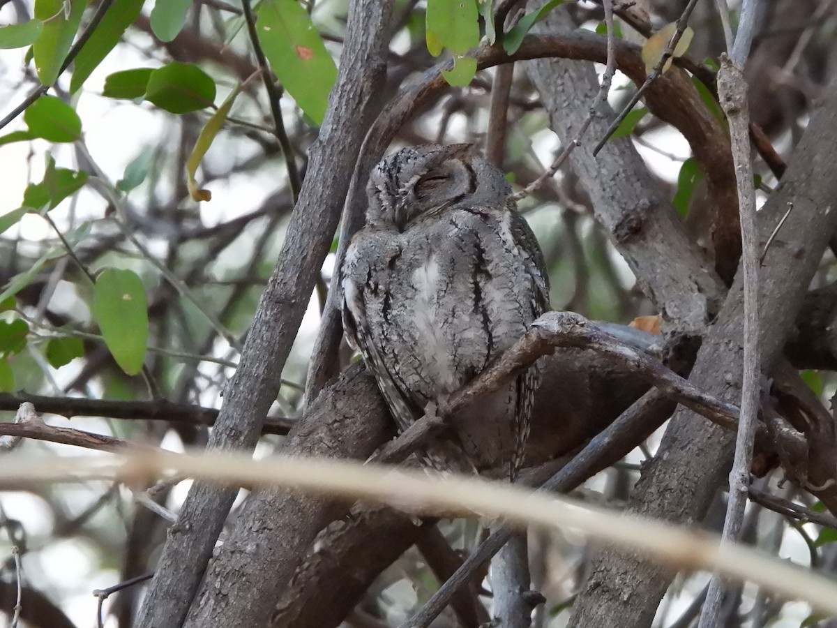 African Scops-Owl - Bev Agler