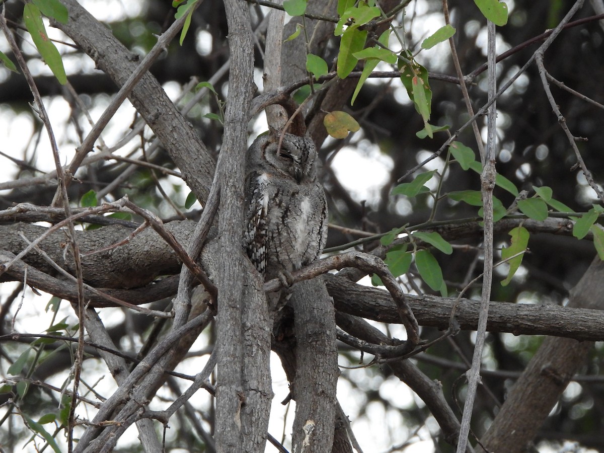 African Scops-Owl - Bev Agler