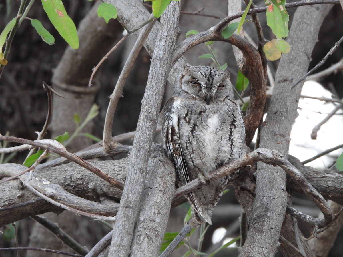 African Scops-Owl - ML616900545