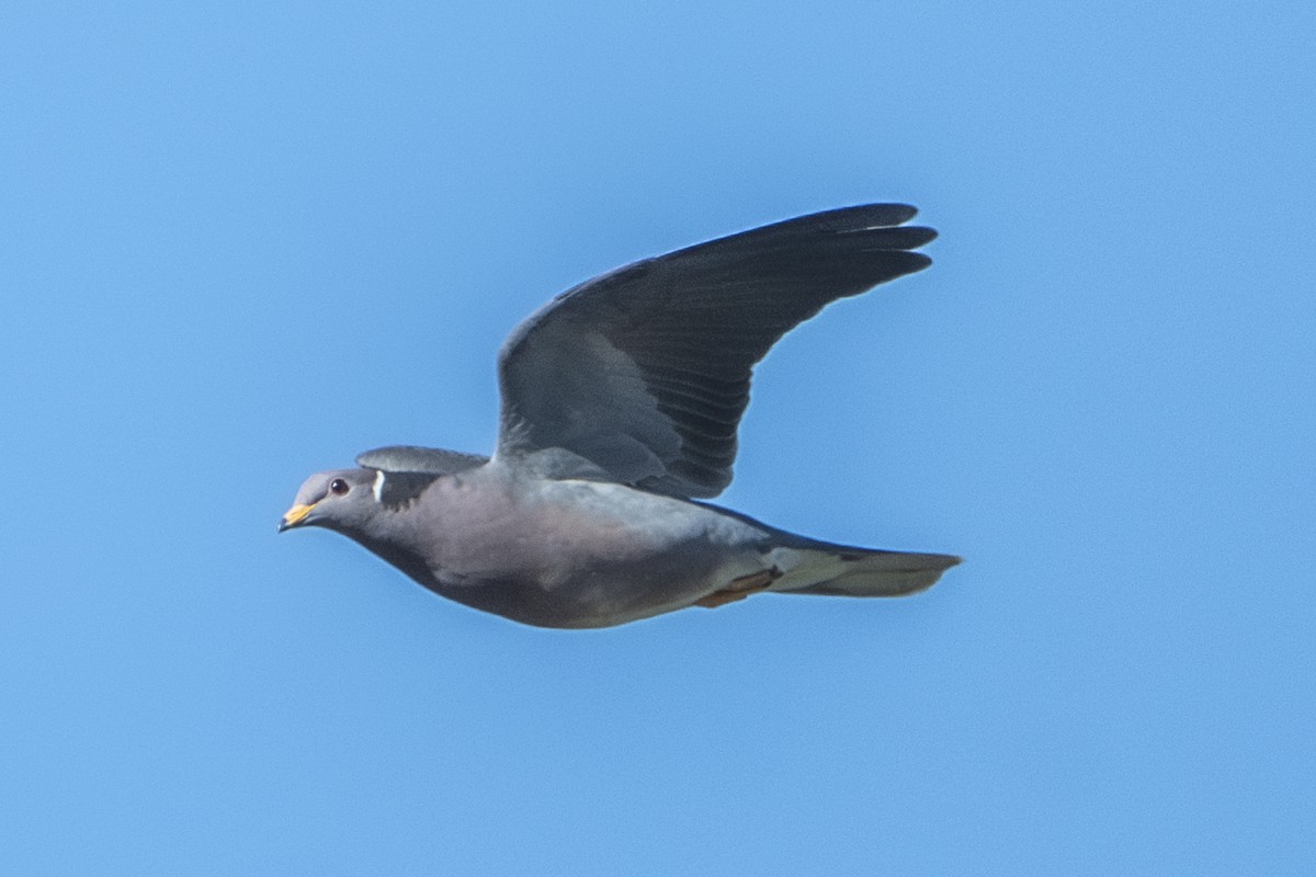 Band-tailed Pigeon - Van Pierszalowski