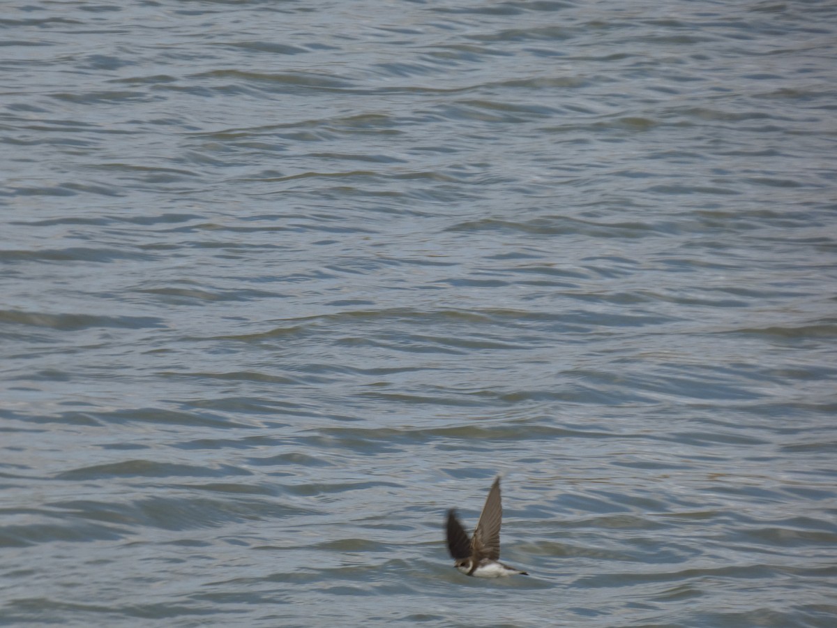 Bank Swallow - ML616900560