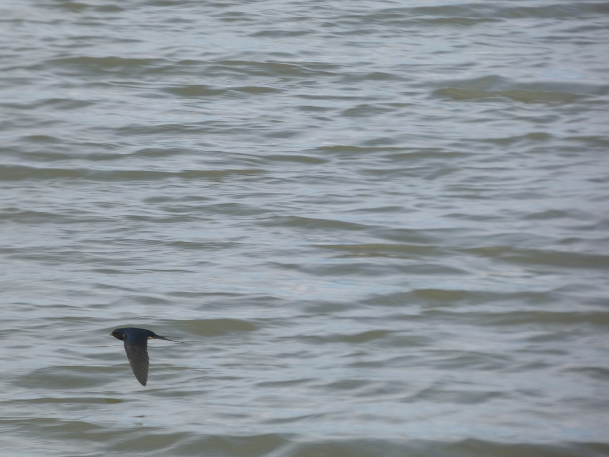 Barn Swallow - ML616900576