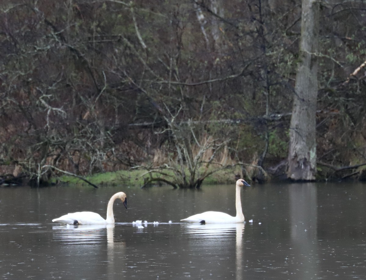 Trumpeter Swan - Lenore Charnigo