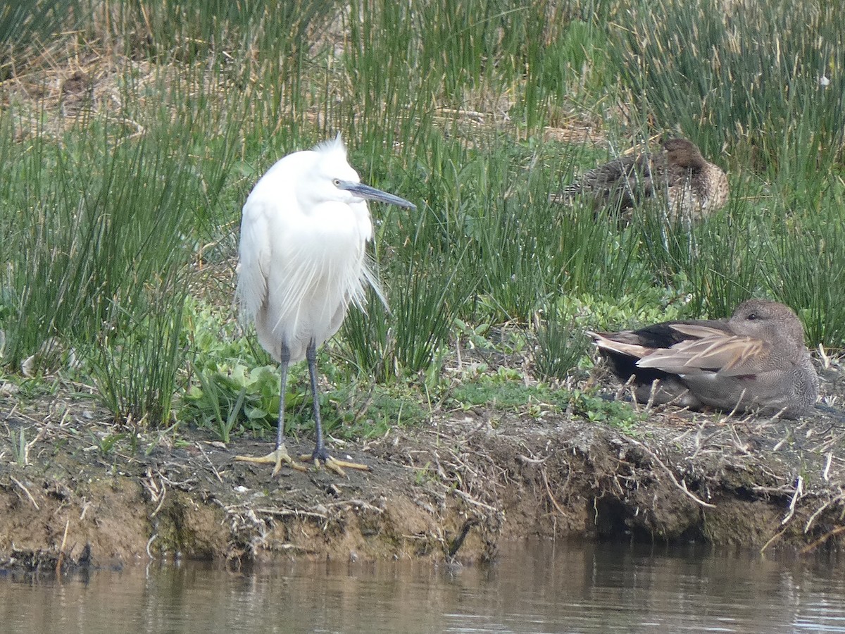 Little Egret - ML616900631