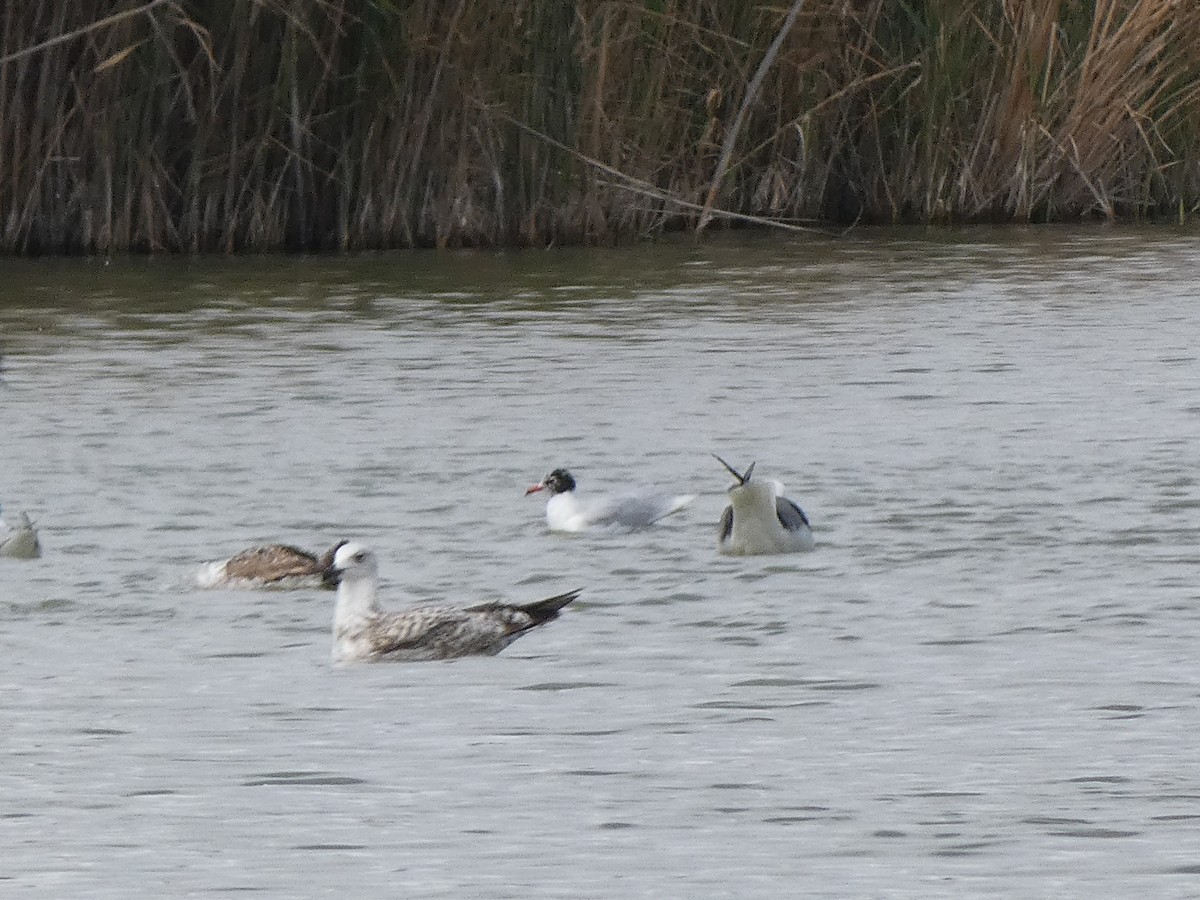 Mediterranean Gull - ML616900678