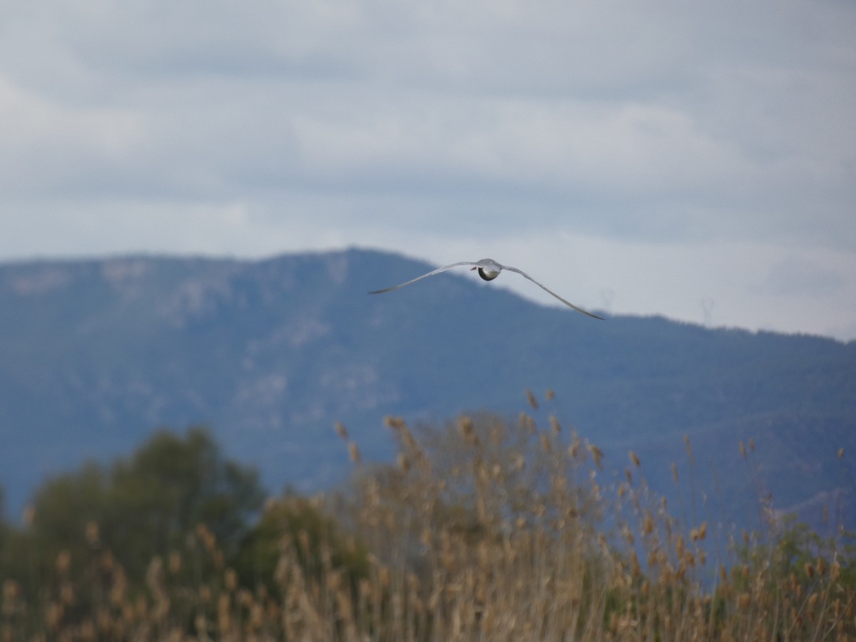 Whiskered Tern - ML616900691