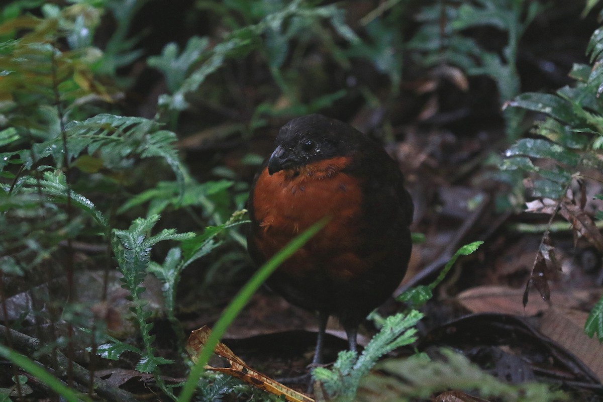 Dark-backed Wood-Quail - ML616900703