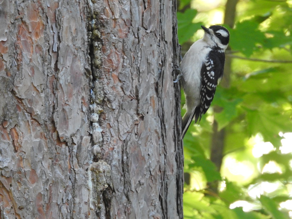 Hairy Woodpecker - Sue Lietz