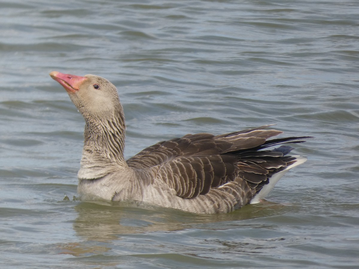 Graylag Goose - ML616900718