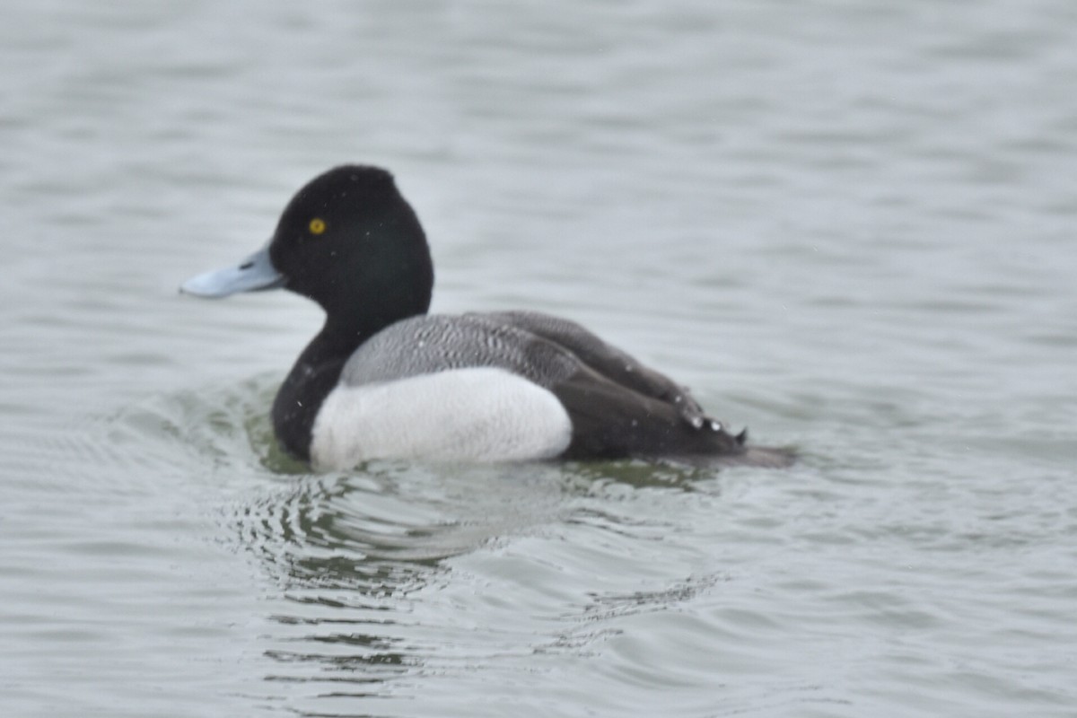 Lesser Scaup - ML616900726