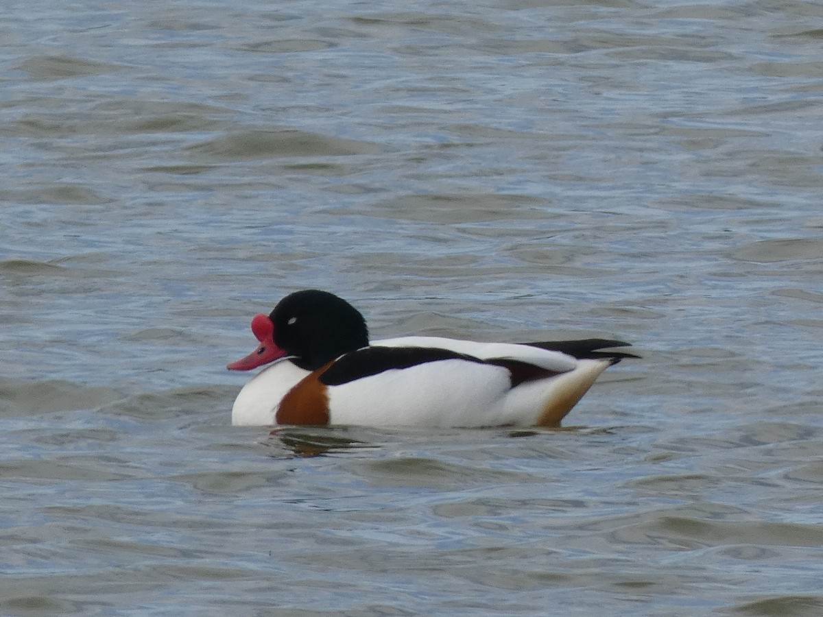 Common Shelduck - Xavi Andrés-Loire