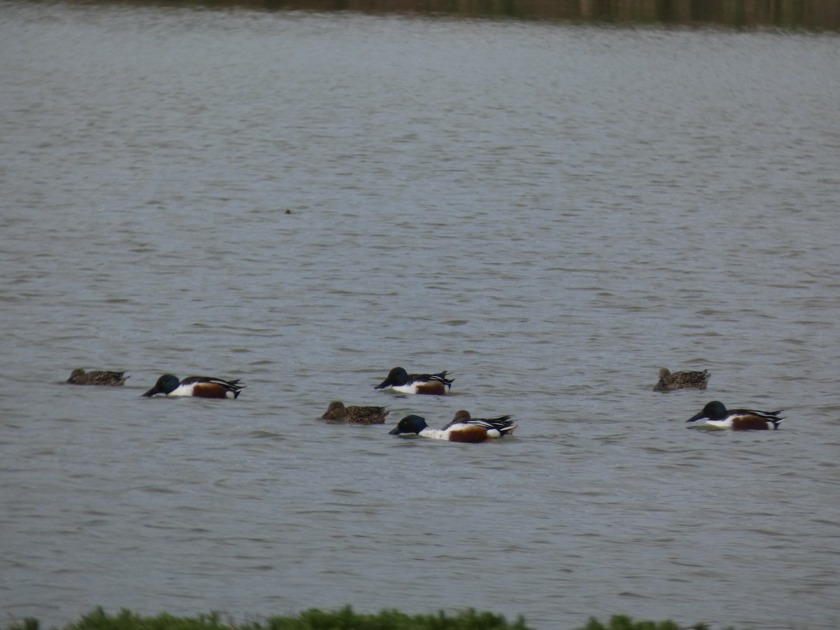 Northern Shoveler - ML616900757