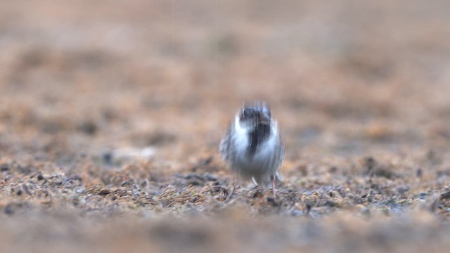 Reed Bunting - ML616900791