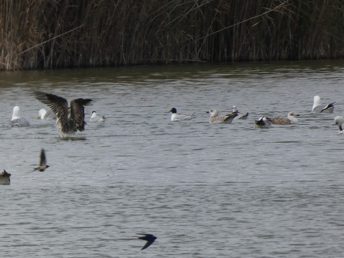 Black-headed Gull - ML616900793