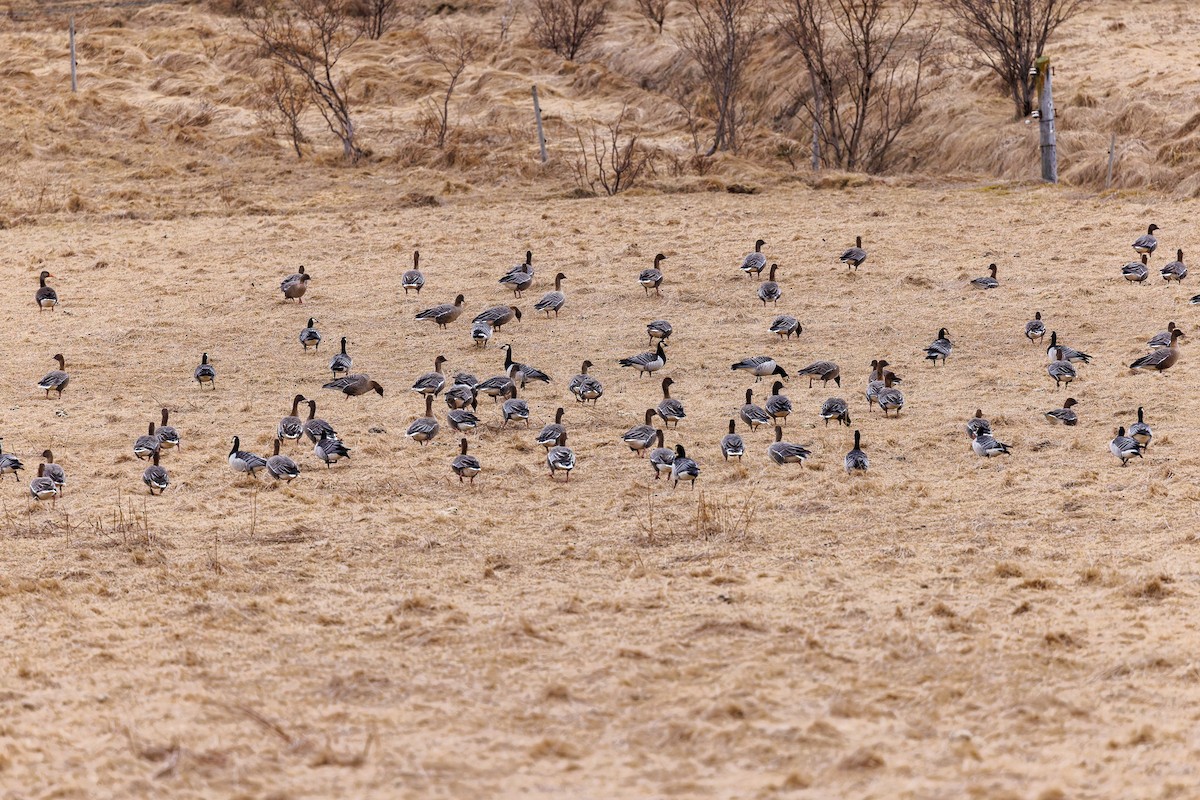 Pink-footed Goose - ML616900802