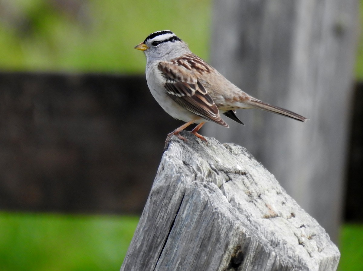White-crowned Sparrow - ML616900803