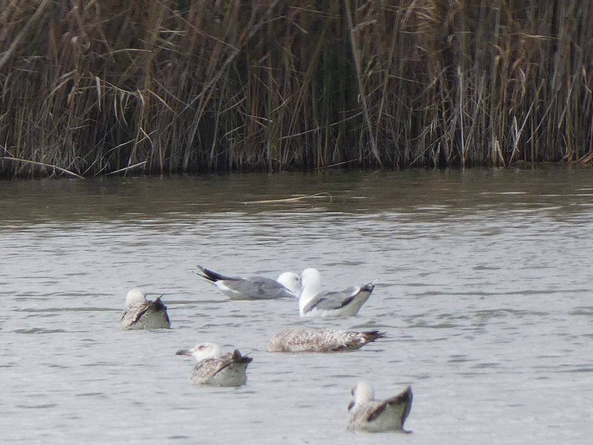 Gaviota Patiamarilla - ML616900804