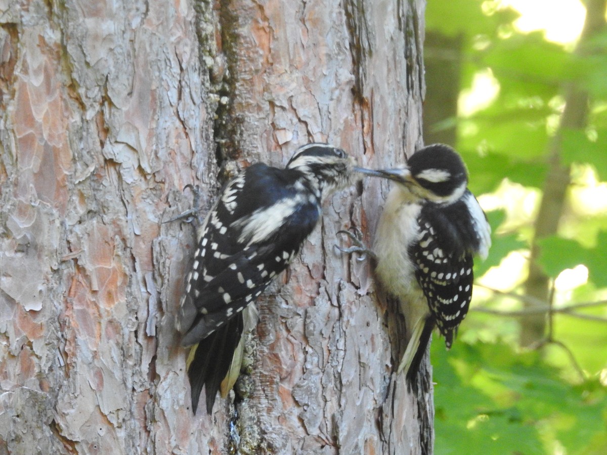 Hairy Woodpecker - Sue Lietz