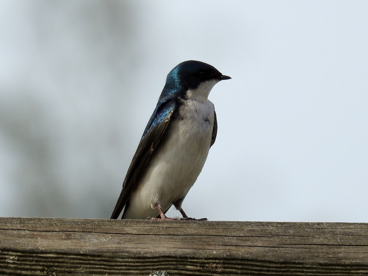 Tree Swallow - ML616900814