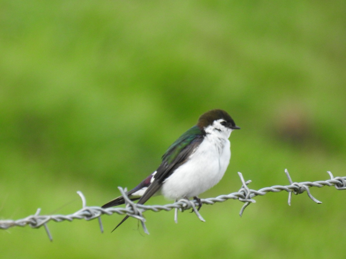 Violet-green Swallow - ML616900816