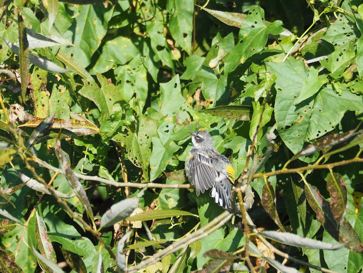 Yellow-rumped Warbler - Florian Olivier