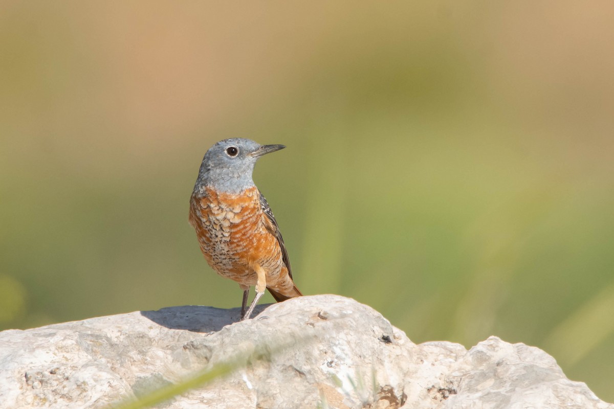 Rufous-tailed Rock-Thrush - ML616900826