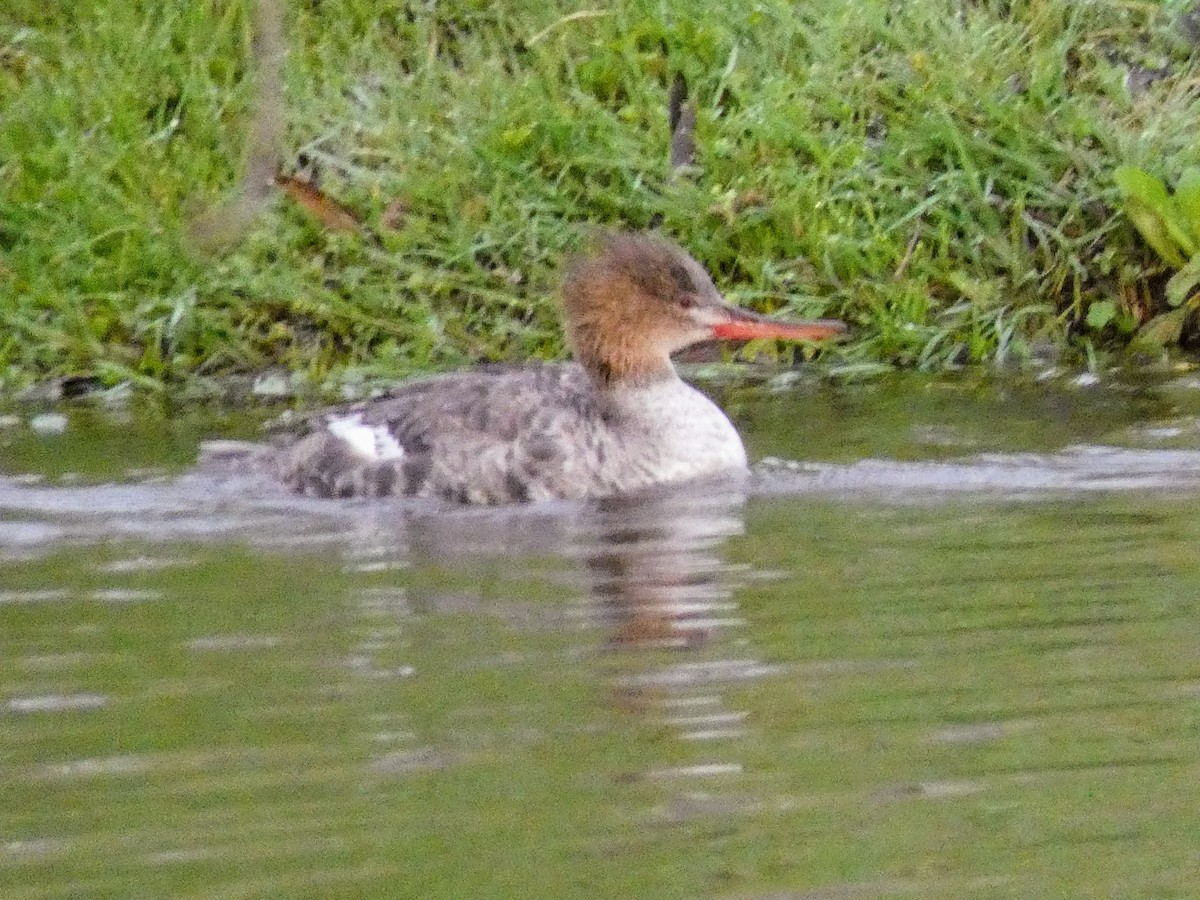 Red-breasted Merganser - Justin Cober-Lake