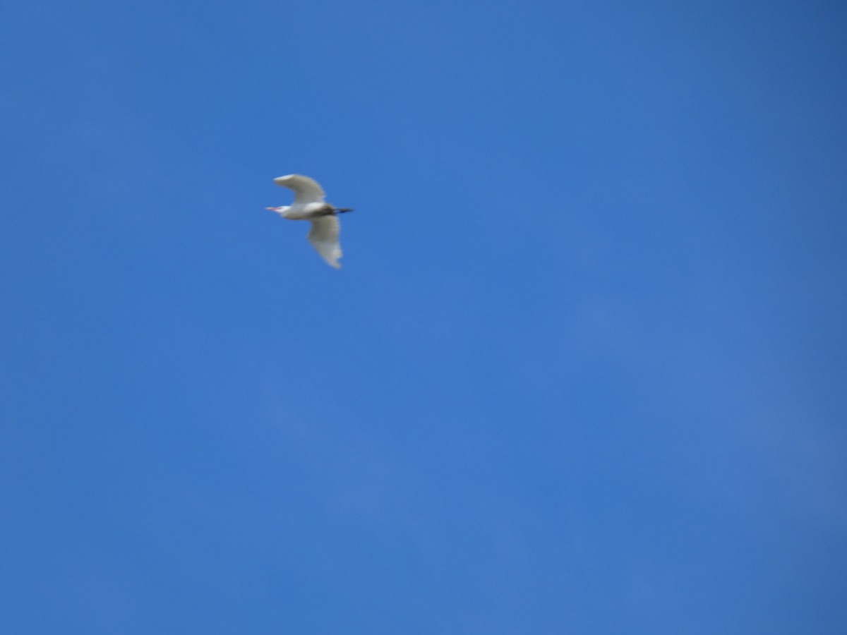 Western Cattle Egret - ML616900851