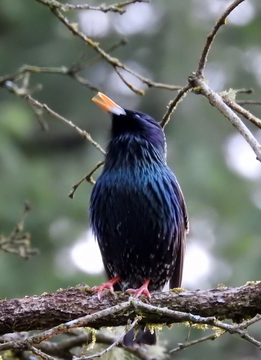 European Starling - ML616900856