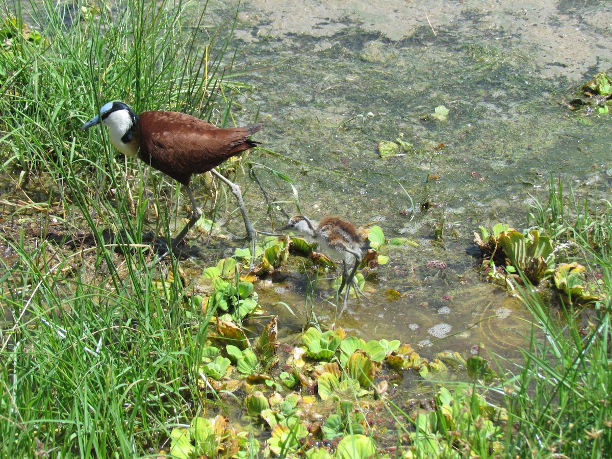 African Jacana - ML616900942