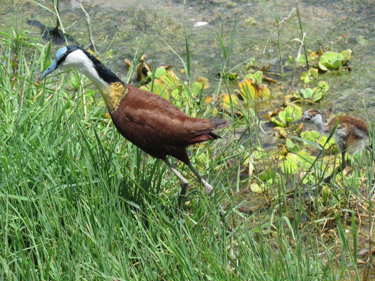 African Jacana - ML616900951