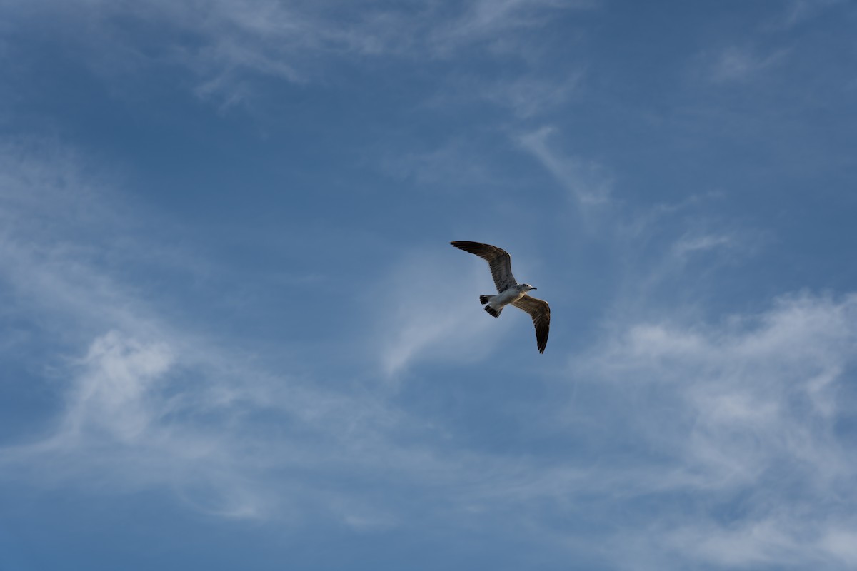 Mouette atricille - ML616900975