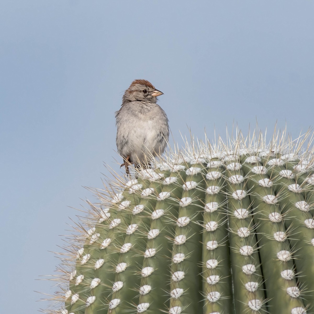 Rufous-winged Sparrow - Ron Riley