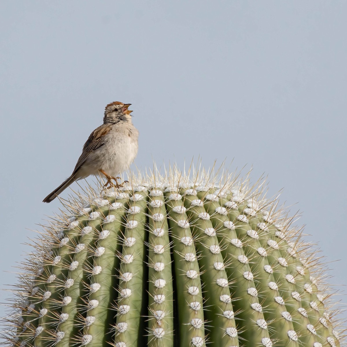 Rufous-winged Sparrow - Ron Riley