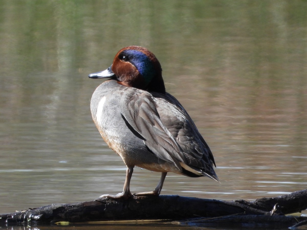 Green-winged Teal - ML616900997